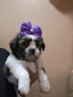 No name, a female Shih Tzu for sale in Adelanto, CA – Photo 1 of 10