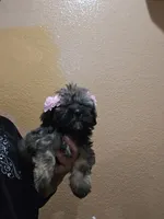 No name, a female Shihpoo and Poodle - Standard  for sale in Adelanto, CA – 4 of 10