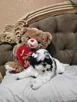 No name , a female Shihpoo for sale in Adelanto, CA – 8 of 10