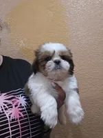 no name, a male Shih Tzu for sale in Adelanto, CA – 4 of 10