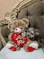 No name, a male Shihpoo for sale in Adelanto, CA – 5 of 10