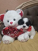 No name , a male Shih Tzu for sale in Adelanto, CA – 9 of 10