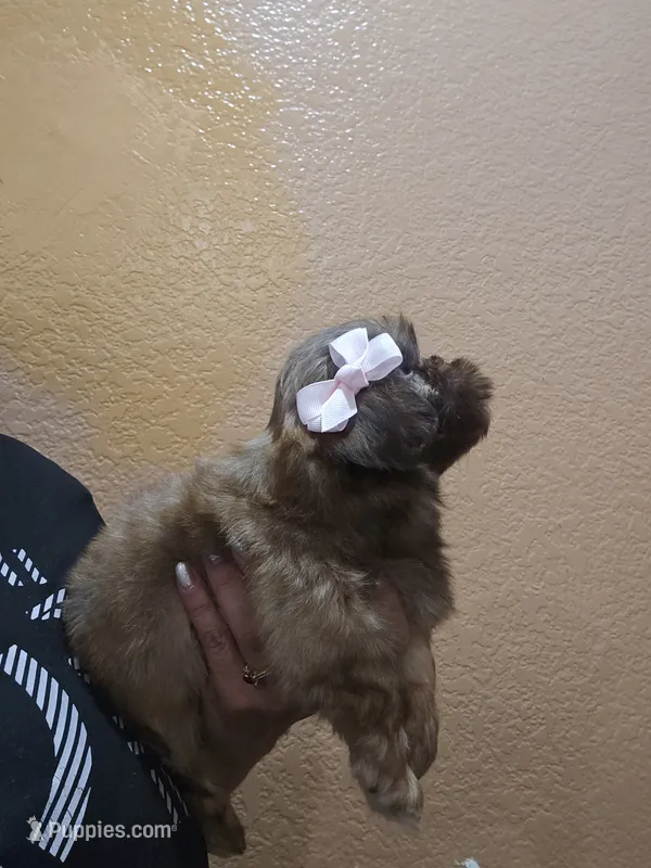 No name – Shihpoo, Shih Tzu puppy for sale in Adelanto, CA