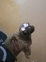 No name, a female Shihpoo and Shih Tzu for sale in Adelanto, CA – 1 of 10