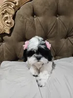 No name , a female Shihpoo for sale in Adelanto, CA – 5 of 10