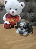 No name , a male Shih Tzu for sale in Adelanto, CA – 7 of 10