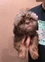 No name, a female Shihpoo for sale in Adelanto, CA – 6 of 10