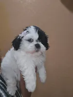 No name , a female Shih Tzu for sale in Adelanto, CA – 10 of 10