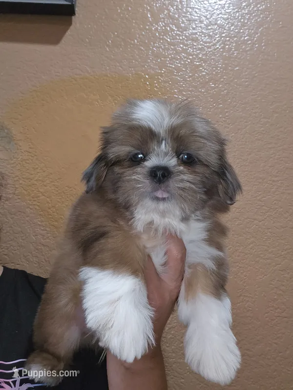 No name  – Shih Tzu puppy for sale in Adelanto, CA