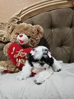 No name , a female Shihpoo for sale in Adelanto, CA – 9 of 10