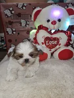 No name, a female Shih Tzu for sale in Adelanto, CA – 4 of 10