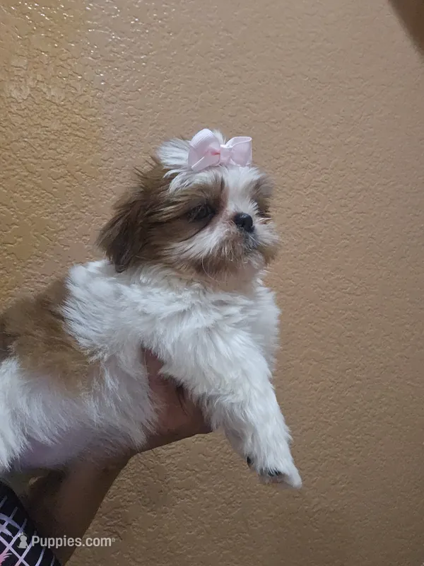 No name  – Shih Tzu puppy for sale in Adelanto, CA