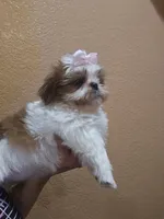 No name , a female Shih Tzu for sale in Adelanto, CA – 1 of 10