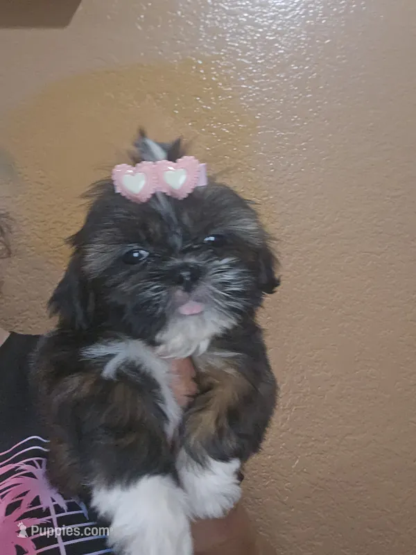 No name  – Shih Tzu puppy for sale in Adelanto, CA