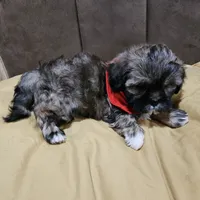 No name, a male Shihpoo for sale in Adelanto, CA – 6 of 10
