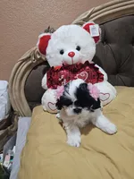 No name , a female Shih Tzu for sale in Adelanto, CA – 5 of 10