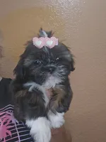 No name , a female Shih Tzu for sale in Adelanto, CA – 9 of 10