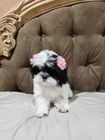 No name , a female Shihpoo for sale in Adelanto, CA – 6 of 10