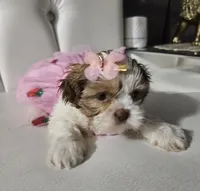 No name , a female Shih Tzu for sale in Adelanto, CA – 4 of 5