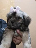 No name, a female Shihpoo and Poodle - Standard  for sale in Adelanto, CA – 3 of 10