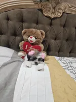 No name, a female Shihpoo for sale in Adelanto, CA – 5 of 10