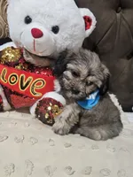 No name, a male Shihpoo for sale in Adelanto, CA – 3 of 10