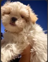 No name, a female Shih Tzu for sale in Adelanto, CA – 6 of 10