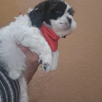 No name , a male Shih Tzu for sale in Adelanto, CA – 1 of 10
