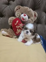 no name, a male Shih Tzu for sale in Adelanto, CA – 6 of 10