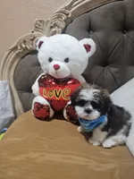 No name , a male Shih Tzu for sale in Adelanto, CA – 4 of 10