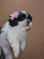 No name , a female Shih Tzu for sale in Adelanto, CA – 3 of 10
