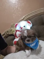 No name, a male Shih Tzu for sale in Adelanto, CA – 3 of 10