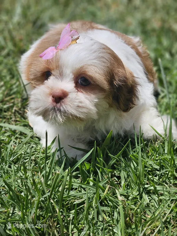 No name – Shih Tzu puppy for sale in Adelanto, CA