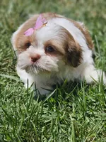 No name, a female Shih Tzu for sale in Adelanto, CA – 1 of 10