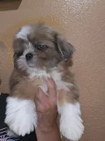 No name , a male Shih Tzu for sale in Adelanto, CA – 2 of 10