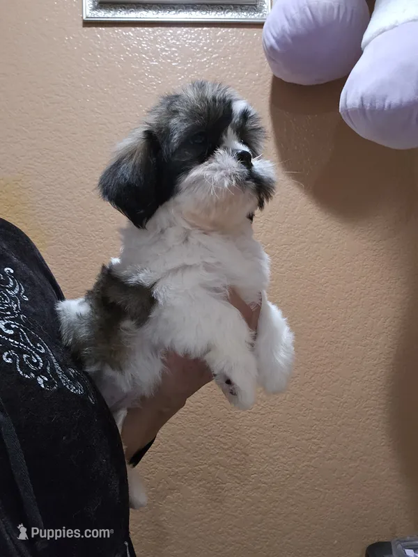 No name – Shihpoo, Poodle - Standard  puppy for sale in Adelanto, CA