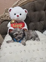 No name, a male Shihpoo for sale in Adelanto, CA – 10 of 10