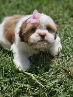 No name, a female Shih Tzu for sale in Adelanto, CA – 5 of 10