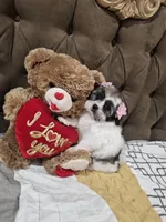 No name, a female Shihpoo for sale in Adelanto, CA – 8 of 10