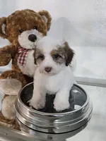 No name, a male Shihpoo and Shih Tzu for sale in Adelanto, CA – 5 of 10