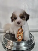 No name, a male Shihpoo and Shih Tzu for sale in Adelanto, CA – 2 of 10