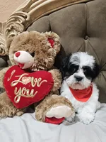 No name, a male Shihpoo for sale in Adelanto, CA – 2 of 10