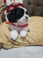 No name , a male Shih Tzu for sale in Adelanto, CA – 10 of 10