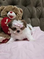 No name , a female Shih Tzu for sale in Adelanto, CA – 10 of 10