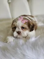 No name, a female Shih Tzu for sale in Adelanto, CA – 3 of 10