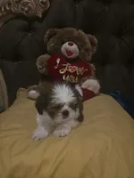 no name, a male Shih Tzu for sale in Adelanto, CA – 7 of 10