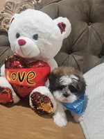 No name , a male Shih Tzu for sale in Adelanto, CA – 6 of 10