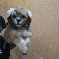 No name, a female Shihpoo and Shih Tzu for sale in Adelanto, CA – 7 of 10