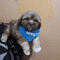 No name , a male Shihpoo and Shih Tzu for sale in Adelanto, CA – 4 of 10