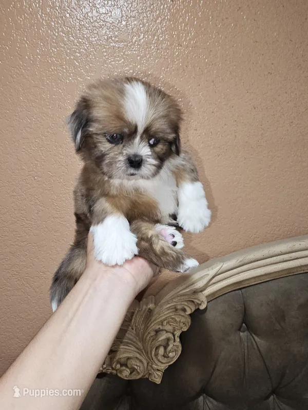 No name – Shih Tzu puppy for sale in Adelanto, CA